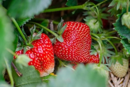 La Confrérie de la Fraise de Carpentras : entre tradition et innovation