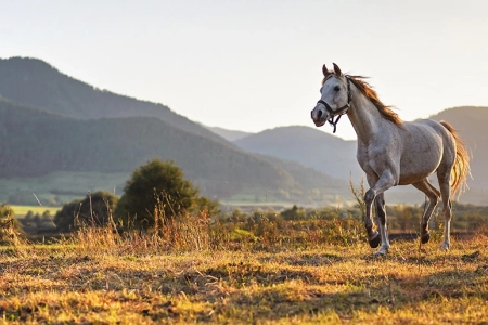 Cheval Passion 2026 : 40 ans d’émotions, de transmission et de passion !